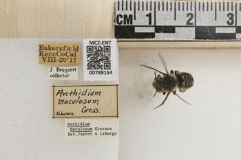 Media type: image;   Entomology 789154 Aspect: Labels